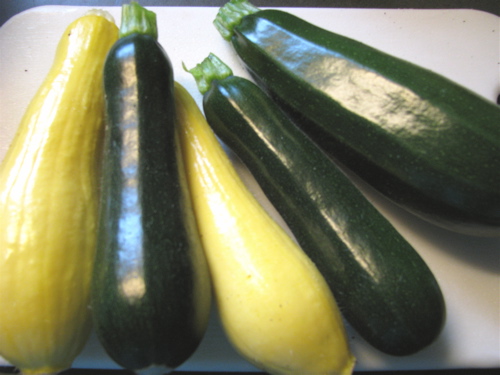 fresh zucchini and summer squash garden