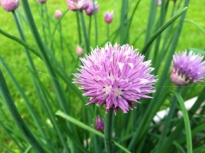 chive flower edible