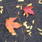 autumn leaves on the wet pavement