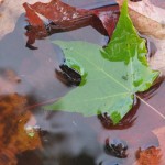 one green leaf in a puddle of autumn leaves