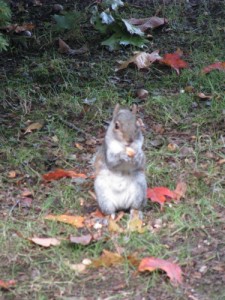 squirrel sitting up on haunches eating an acorn
