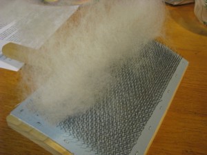 hand carded Romney wool still on the carder