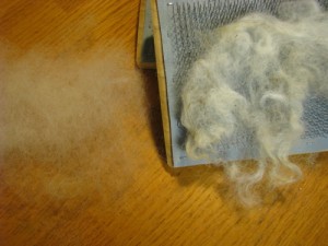 carded fluff and uncarded locks on the handcarder