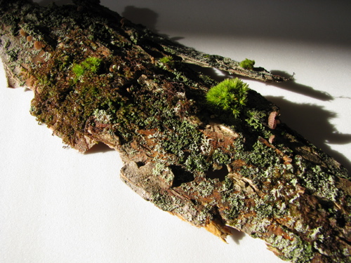 moss, lichen and tiny mushrooms on tree bark