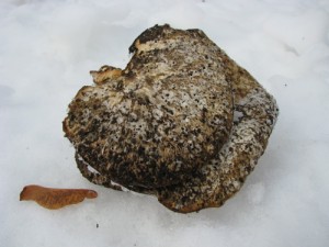 frozen mushrooms from dead tree