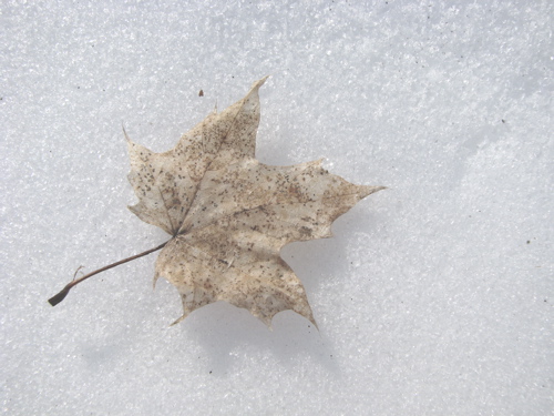 skeletonized maple leaf against the snow