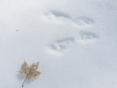 skeletonized maple leaf and animal footprints in the snow rabbit