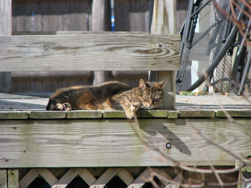 cat lazing in the sun