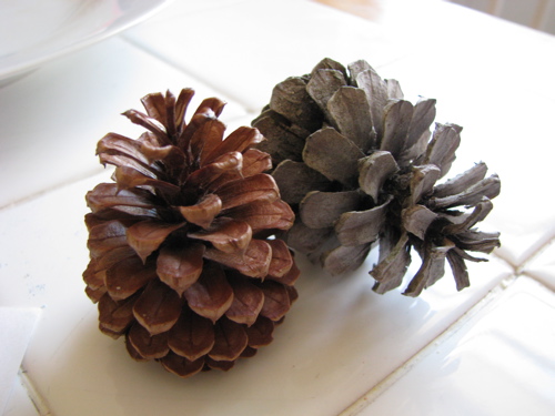 newfallen and weathered pine cones