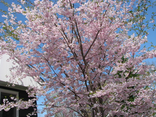 flowering cherry tree in bloom sargentii