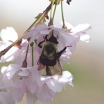 bumblee bee in a cherry blossom