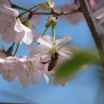 bee in a cherry blossom