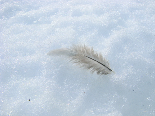 down feather on the snow