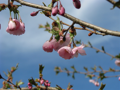 cherry blossoms sakura against the blue sky