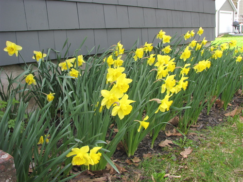 yellow daffodils foundation planting