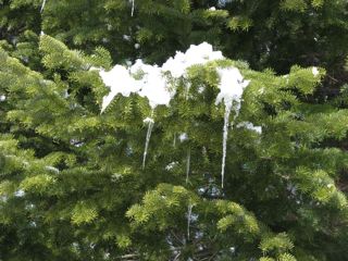 icicles on a fir tree