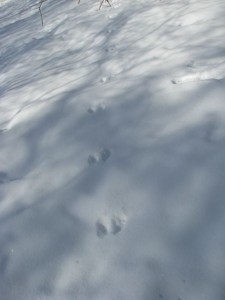 unknown footprints in the snow