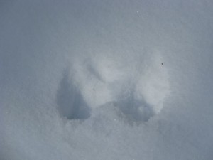 closeup of unknown footprints in the snow