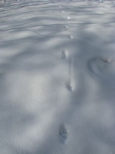 running dog tracks in the snow