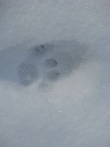 closeup of dog footprint