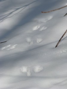 animal footprints in the snow
