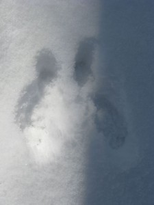 unknown animal footprint in the snow