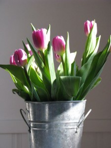 lavender tulips in a metal bucket