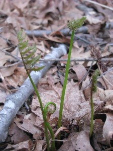 young ferns unfurling