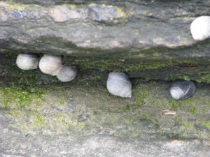 periwinkles clinging to a rock