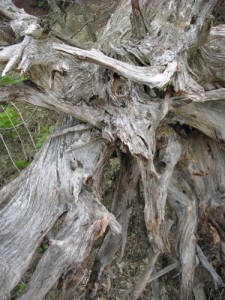 storm-worn roots of a downed tree