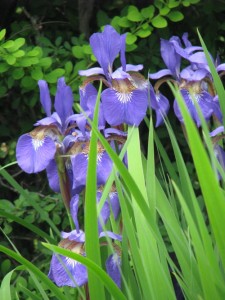 classic purple irises