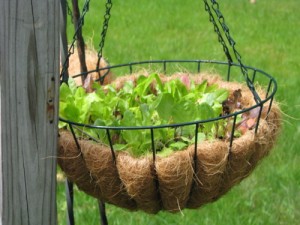 salad greens growing in a hanging planter basket