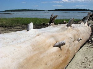 driftwood log