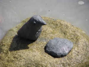 fresh river clay bird on a rock